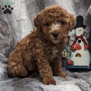 Honey, Mini Goldendoodle Puppy
